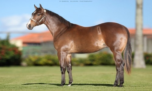 SPECIAL SENATOR RH2M 