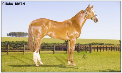 GUARA BRYAN 