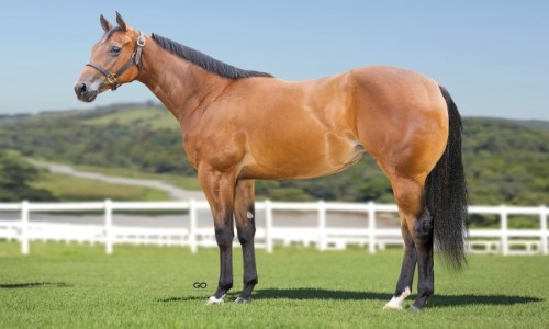 ELSA DUTTON GOOD SAM 