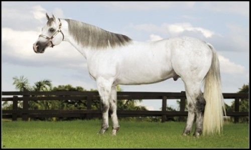 COBERTURA NORDIK ONLY VM 