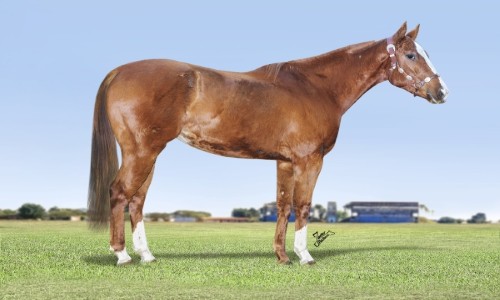 BELA DARING LOAD GNC 