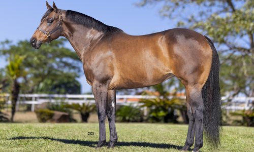 EMBRIAO KARINA SIX X RED HAWK CARTEL 