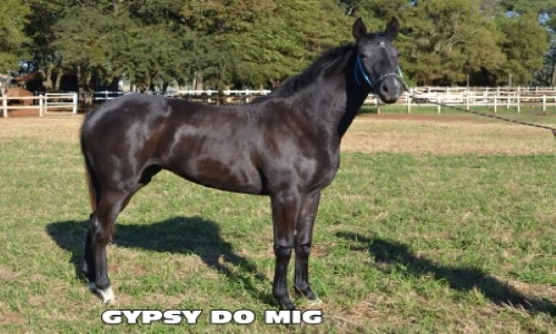 GYPSY DO MIG 