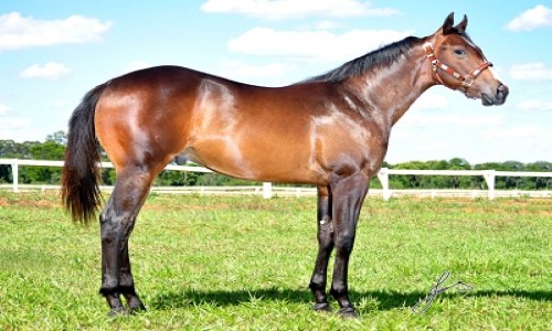 FISHERS FILLY TOLL 