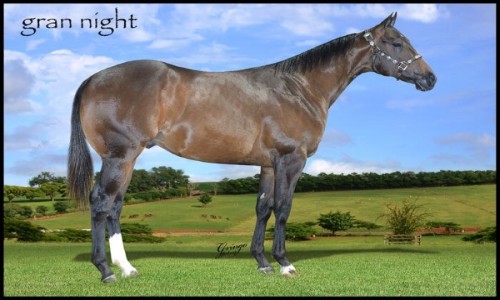 GRAN NIGHT 
