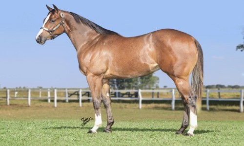 TOSCANA FANTASTIC HF 