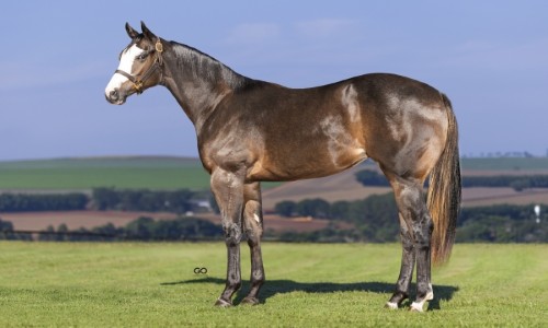 FANTASTIC TOAST SJOR 