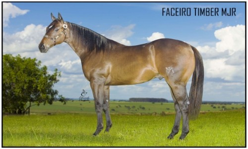 FACEIRO TIMBER MJR 