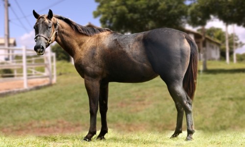 QUEEN DARLING LAKE CR 