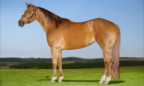 EMBRIAO BLUES GIRL ON FIRE X GRANITE LAKE 