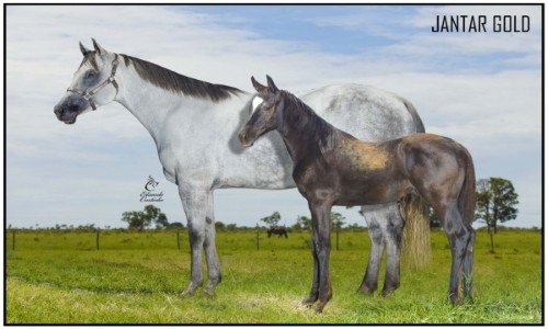 JANTAR GOLD 