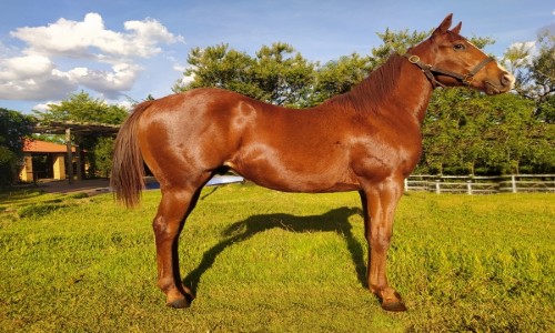 NN (Perry Oak Tree RCH) 