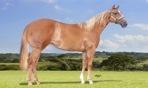 CRIPTONITA CORONA HF 