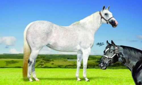 EMBRIÃO MANILLA TOLL X GRANITE LAKE 