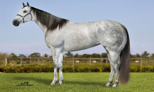 EMBRIAO ROYAL FAME LADY 