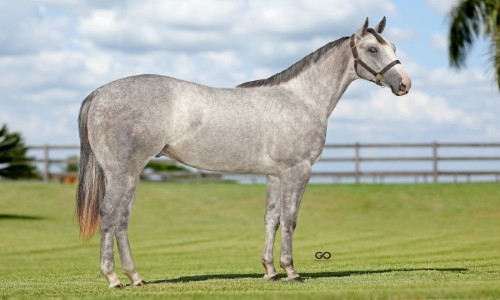 BRUTUS FANTASTIC GLR 