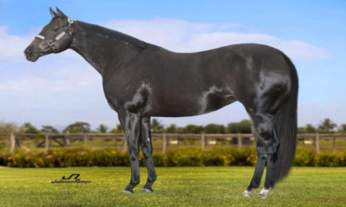 EMBRIÃƒO ONE FAMOUS EAGLE X HENRYETTA STAR 