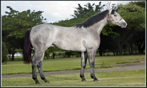 WHITE LIGHTNING DASH 