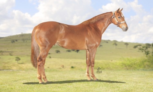 LAVAN APOLITICAL HRZ 