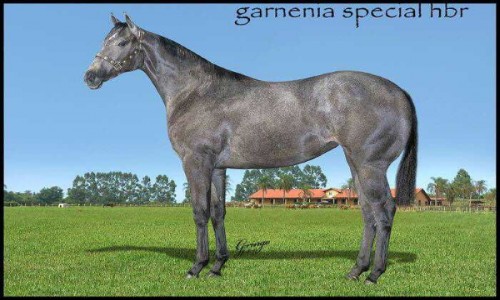 GARDENIA SPECIAL HBR 