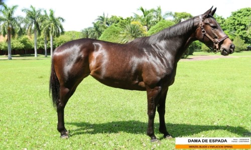 DAMA DE ESPADA 