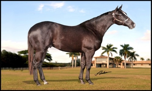 DARKNESS GRANITE GLR 