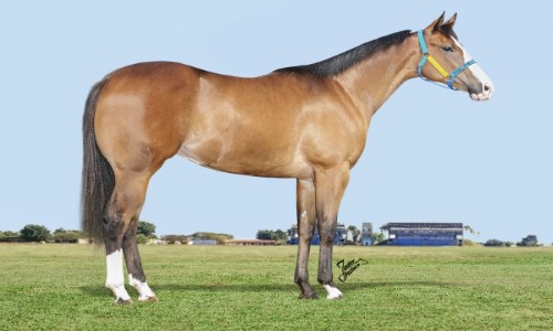 MYSTER OF CORONA JNN 