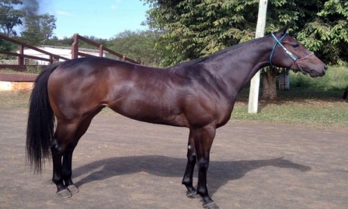 RCH HENRYETTA FOR ME 