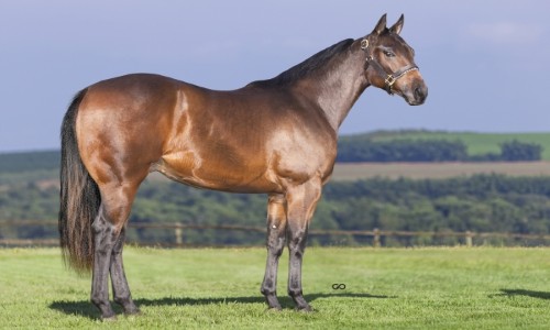 CORONA FOR JAZZA SJOR 