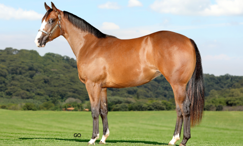 REASON AGAIN SA X FANTASTIC CORONA JR (EMBRIAO) 
