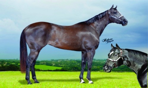 EMBRIÃO AY CARAMBA X GRANITE LAKE 