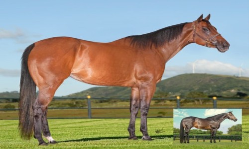 NN THREE TIMES TOLL X FANTASTIC CORONA JR 