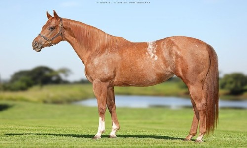 VENTRE P/LIVRE ACASALAMENTO DE PAINT YOUR LIPS 