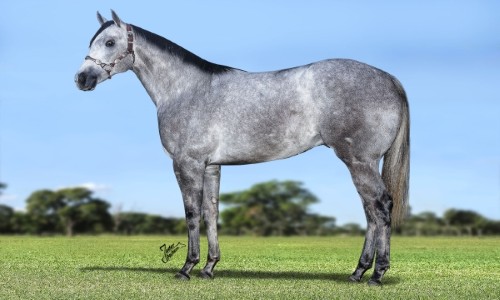 FANTASTIC HOLLIDAY HF 