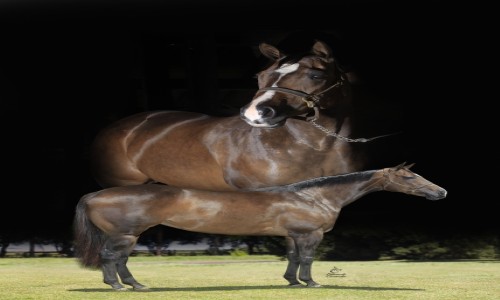 FANTASTIC JUMPIM MRL 