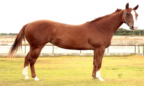 BELA DARING LOAD GNC 