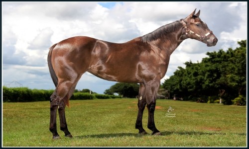 A - LOUISA CORONA SLN 