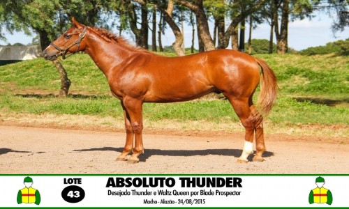 ABSOLUTO THUNDER 