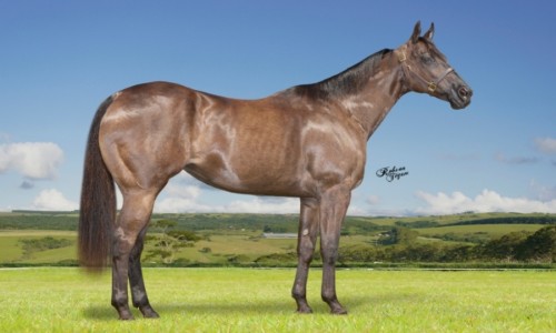 EMBRIAO DESIRIO X JAZIDA DA SHALAKO 