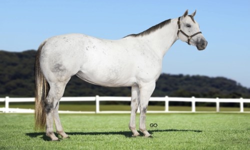 DESLUMBRANTE EYE HBR 