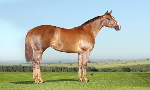 VENTRE P/LIVRE ACASALAMENTO DE ATAU JQM 