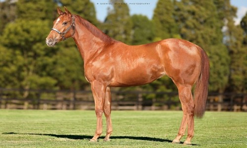 NOBLE MIRACLE REASON 