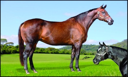 EMBRIÃO LENDA GOLD X GRANITE LAKE 