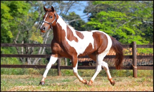 EC SHES FLYING HUSTLER 