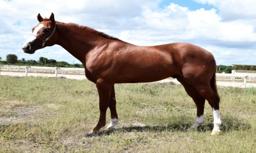 DELICADO BREEZE RCDM 