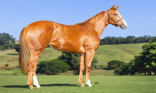 ONLY THE REASON SJOR 