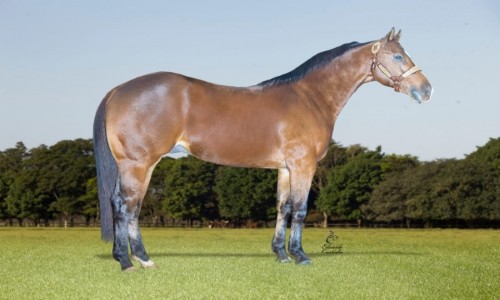 GRANITE EXPRESS (REPRODUÃ‡ÃƒO) 