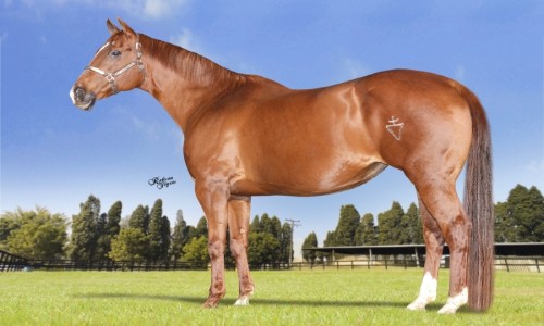 THE CRIMSON PRINCESS 