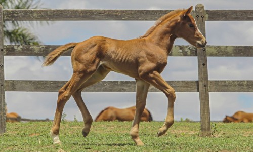 NN BRIGHT 36 HORIZONTE 