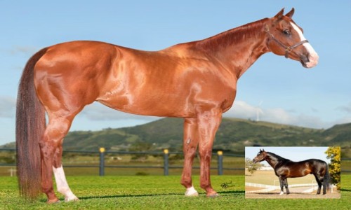 NN NIKITA VISTA X TELLER CARTEL 